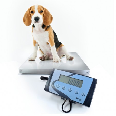 Báscula veterinaria AIS ideal para el pesaje de animales vivos